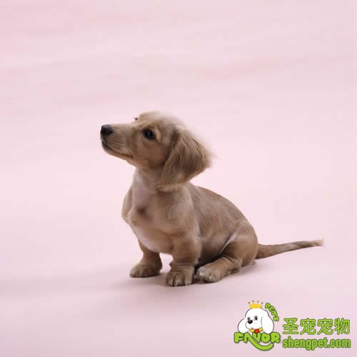 生活中对爱犬的护理