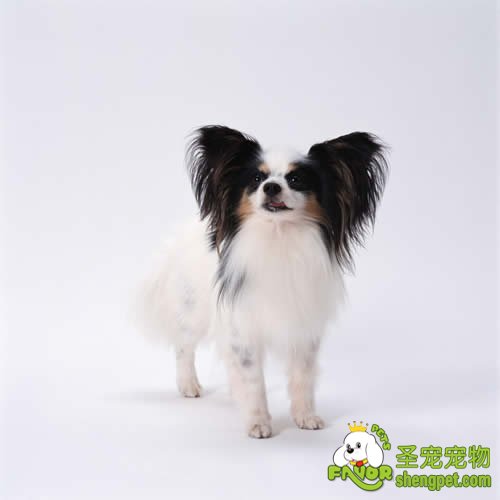 狗狗高血脂的症状和治疗方法