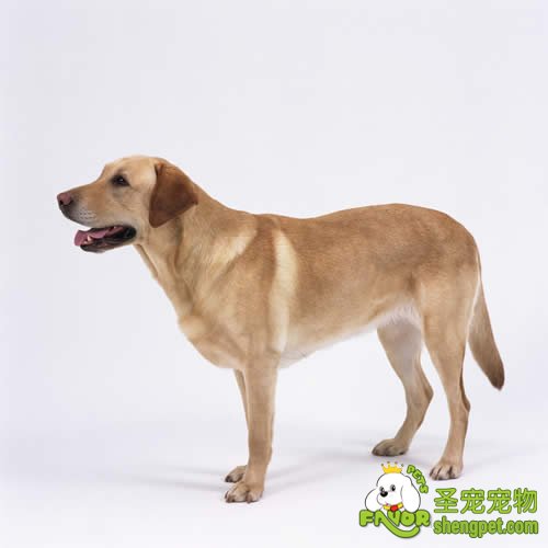 犬的繁殖方式都有哪些