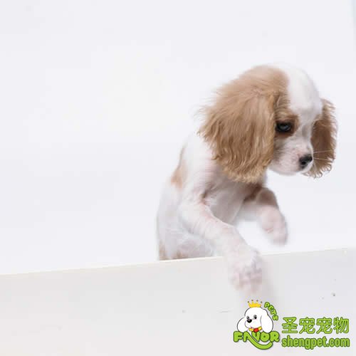 犬交配的详细过程介绍