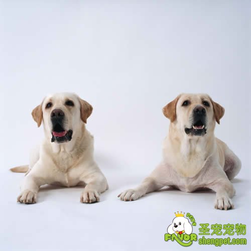 狗狗交配时的注意事项及步骤