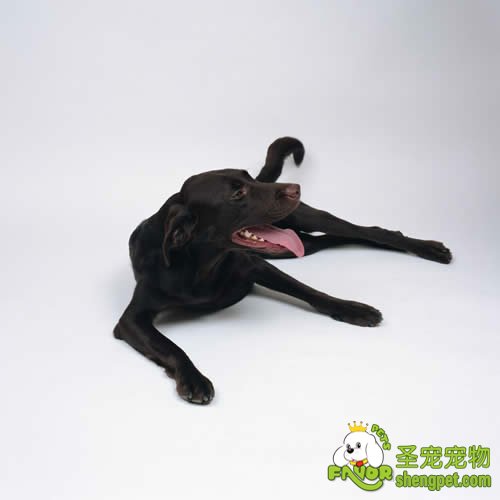 生长期犬的生长发育的三大要点