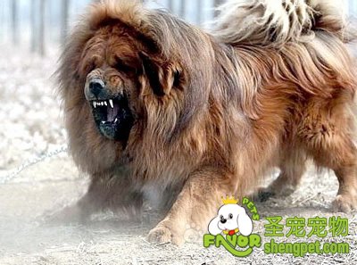 宠物狗得了甲状旁腺机能减退的诊断、防治