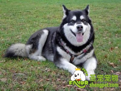 宠物狗患上立克次氏体病的诊断、防治