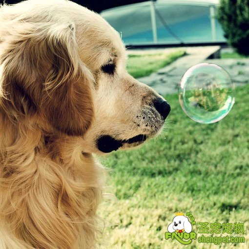 犬的配种有哪些方式