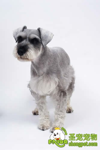 犬的选种与选配事项