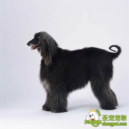 犬食道异物诊断和治疗方法