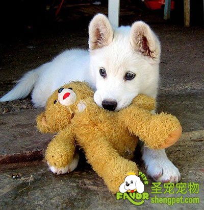 犬痛风疾病的症状和治疗