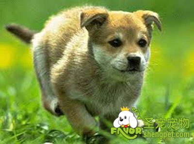 如何选购沙摩艾特犬