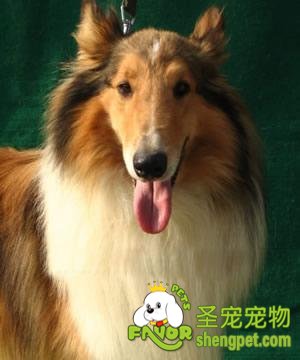 饲养柯利牧羊犬会遭遇到的问题