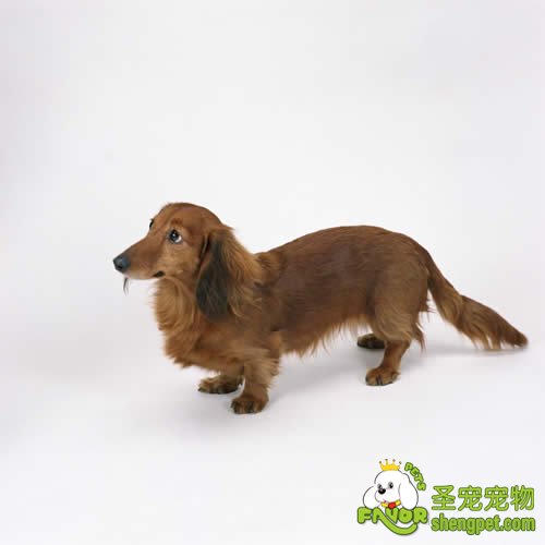 如何挑选健康的狗狗