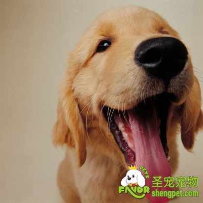 金毛犬