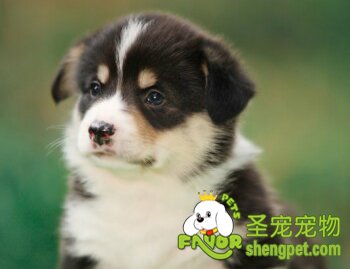 边境牧羊犬