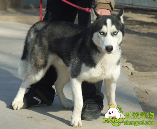 狗狗胸膜炎病症的诊断和防治方法