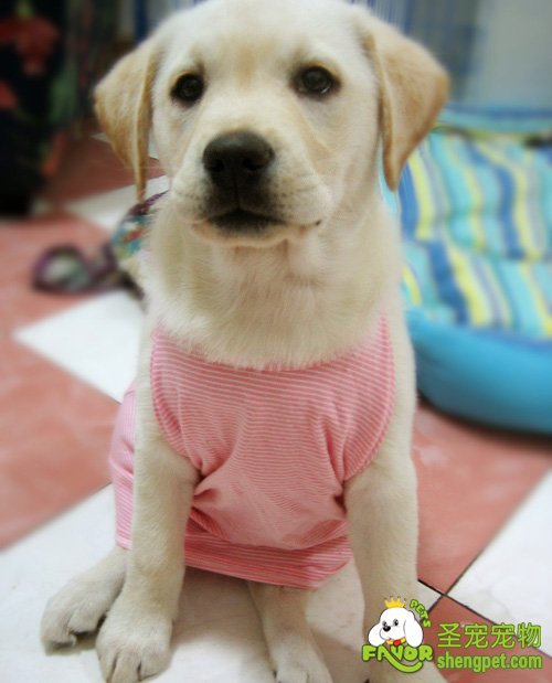 如何照料好配种的公狗