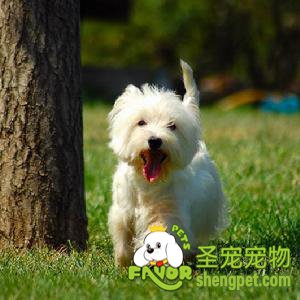 西高地白梗不同季节的管理方法