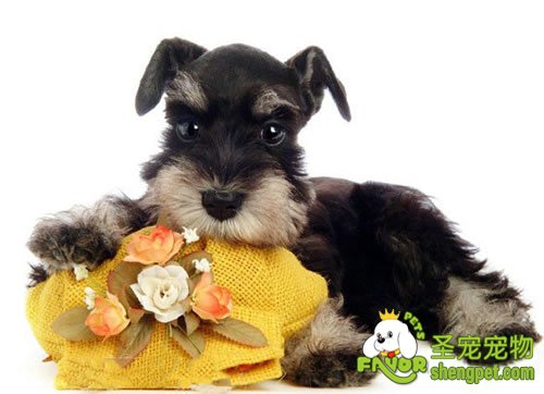 防止狗狗误食东西导致的口炎、咽炎和食道梗塞