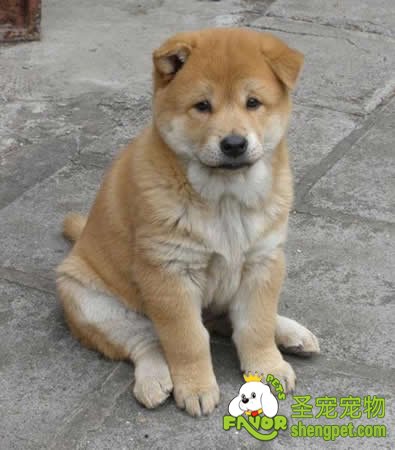 狗狗患了膀胱炎该如何治疗