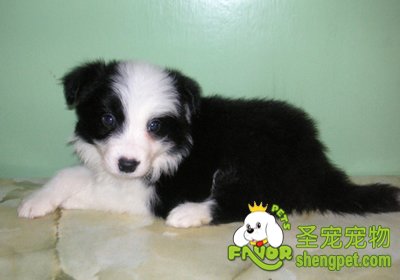 挑选幼犬时应该注意什么