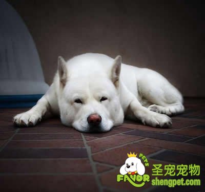 狗狗饥饿过度引起的肠套叠