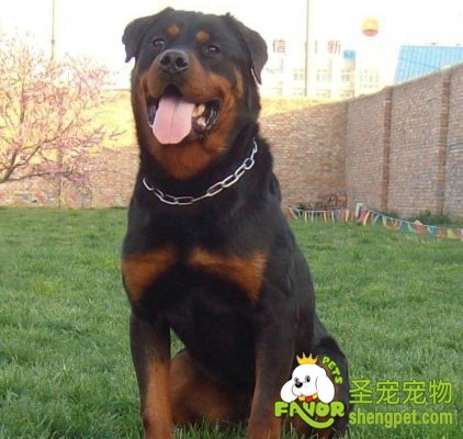 狗狗得了肠炎该怎么办