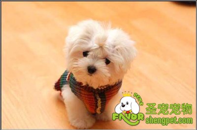 狗狗的胃炎该如何诊断和治疗