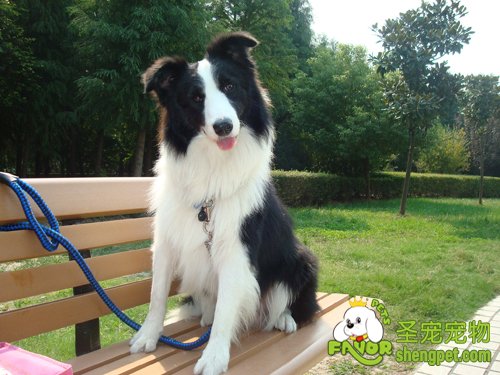 在宠物店挑选狗狗时一定要注意的事项