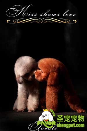 夏季喂养狗狗的一些常见问题