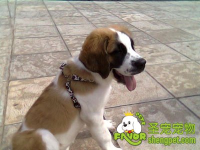 圣伯纳犬