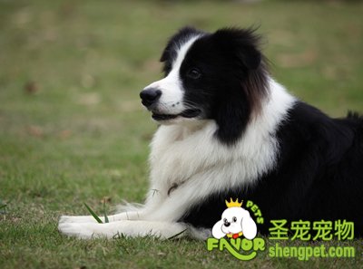 边境牧羊犬