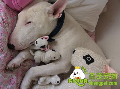 牛头梗犬乱咬东西