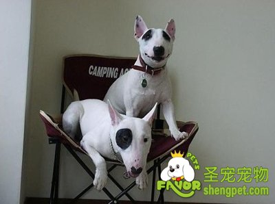 牛头梗犬训练的方法