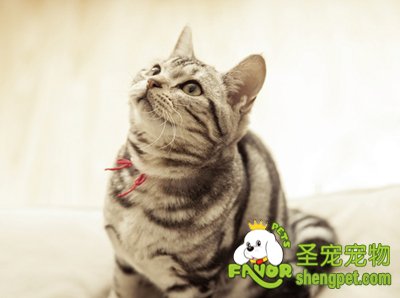 猫咪美容之眼睛