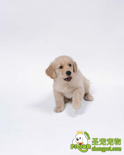 幼犬刚带回家时的注意事项