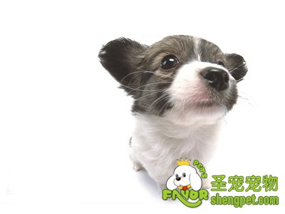 蝴蝶犬