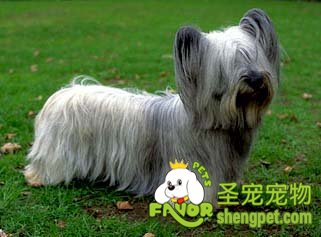 该如何挑选斯开岛犬