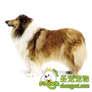 怎样挑选苏格兰牧羊犬