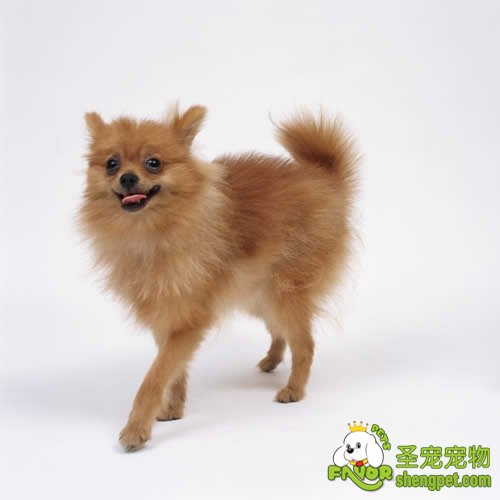 在喂养狗狗时应当注意什么