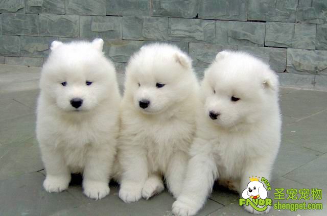 饲养幼犬时应当注意狗狗的保暖