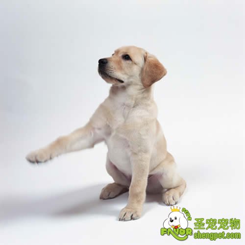 狗狗的维生素D缺乏症及防治