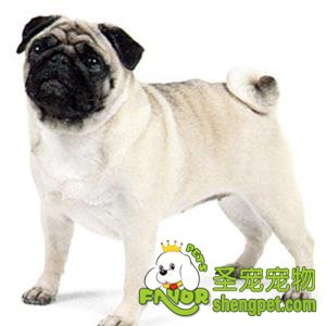 在选购玩赏犬时应当如何选则