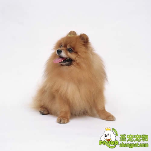 狗狗咽炎该如何治疗