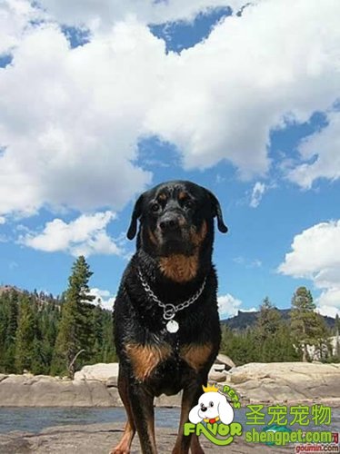 狗狗低血糖该如何诊断治疗