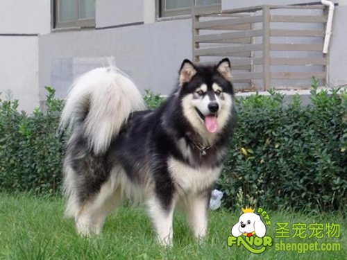 狗狗生育期应当如何照料