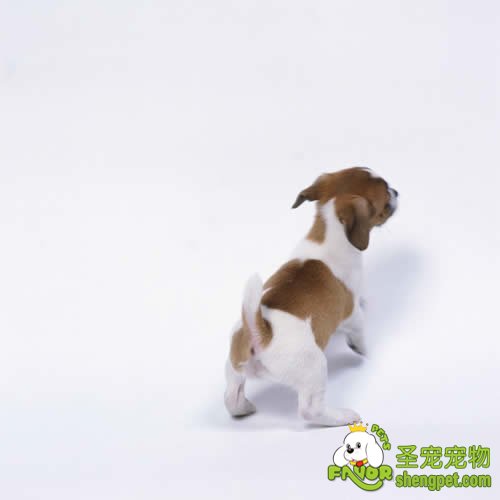 狗狗生殖系统的介绍