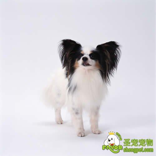 如何检查狗狗怀孕的时间