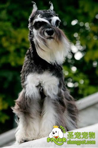 如何为狗狗养老