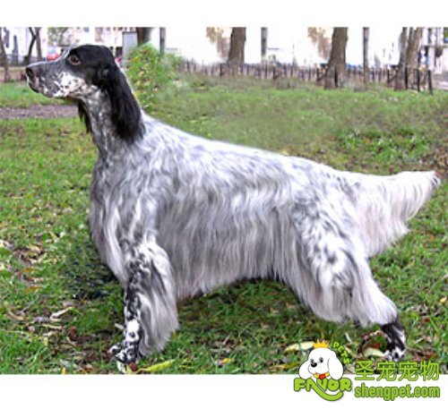 雪达犬的养护方法有哪些