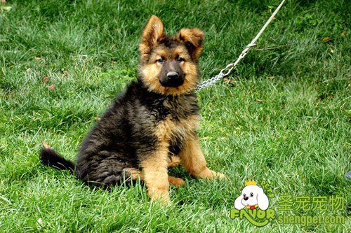 教你如何选到一只好的狗狗