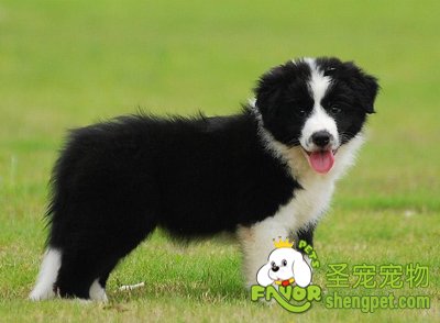 边境牧羊犬